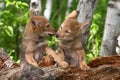 Coyote Pup Canis latrans Nuzzles Sibling on Face Summer Royalty Free Stock Photo