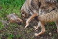 Coyote Pup Canis latrans Rolls Over in Front of Adult Summer