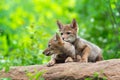 Coyote Pup Canis latrans Sits on Rock With Head on Siblings Back Summer