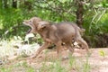 Coyote pup learning to yelp Royalty Free Stock Photo