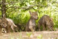 Coyote Pup Litter Royalty Free Stock Photo