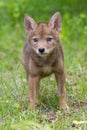 Coyote pup portrait Royalty Free Stock Photo