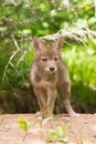Coyote pup portrait