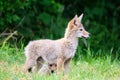 Coyote pup standing in alert pose with sibling beneath in grass Royalty Free Stock Photo