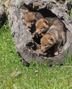 Coyote pups Royalty Free Stock Photo