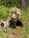 Coyote Pups Royalty Free Stock Photo