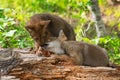 Coyote Pups Canis latrans Interact on Log Summer Royalty Free Stock Photo
