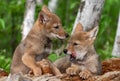 Coyote Pups Canis latrans on Log One Yawning Summer