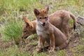 Coyote pups pup Canis latrans wild Royalty Free Stock Photo
