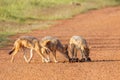 Coyote pups eating food from the ground on a sunny day on a dirt road Royalty Free Stock Photo