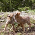 wild coyote canine pup playing Royalty Free Stock Photo