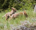 Coyote pups playing in grass Royalty Free Stock Photo