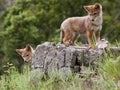 Coyote pups baby rocks curious young pup