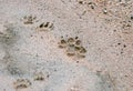 Coyote and Raccoon wildlife track print in mud, USA