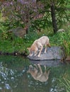 Coyote with reflection