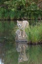 Coyote with reflection