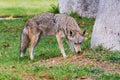 Coyote on suburban lawn