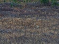 Coyote roaming around disguised in brown and grey colored bushland in the Rocky Mountains in Kananaskis Country, Canada. Royalty Free Stock Photo