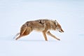 A coyote running across a snow covered pond in the middle of win