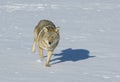 Coyote running across snow field