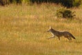 Coyote Running