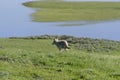 Coyote running on the grass in Yellowstone National Park