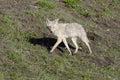 Coyote running on the grass in Yellowstone National Park