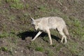 Coyote running on the grass in Yellowstone National Park