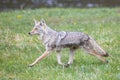 Coyote Running in Yellowstone Park Meadow