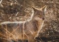 A Coyote on the prowl. Royalty Free Stock Photo