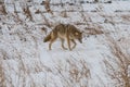 Coyote searching for food on scrubland wintertime alberta canada
