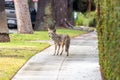 Coyote on sidewalk in the suburbs Royalty Free Stock Photo