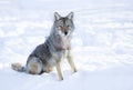 A lone coyote (Canis latrans) isolated on white background sitting in the winter snow in Canada