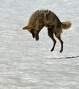 Coyote snow diving