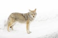 Coyote in snow, looking at camera Royalty Free Stock Photo