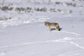 Coyote in a snow