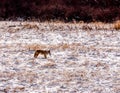 Coyote With Prey