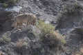 Coyote Staredown Royalty Free Stock Photo