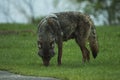 A Coyote Spoted On  A National Park Royalty Free Stock Photo