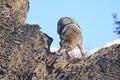 Coyote spots prey Royalty Free Stock Photo