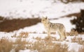 Coyote in the Spring Snows of Yellowstone Royalty Free Stock Photo