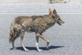 Coyote stalk on roadside in desert area. Royalty Free Stock Photo