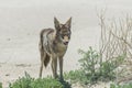 Coyote stalk on roadside in desert area.