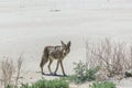 Coyote stalk on roadside  in desert area Royalty Free Stock Photo