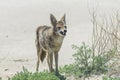 Coyote stalk on roadside in desert area