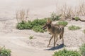 Coyote stalk on roadside in desert area. Royalty Free Stock Photo