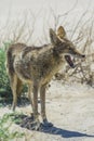 Coyote stalk on roadside in desert area.