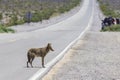 Coyote stalk on roadside in desert area