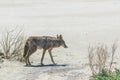 Coyote stalk on roadside in desert area