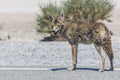 Coyote stalk on roadside in desert area